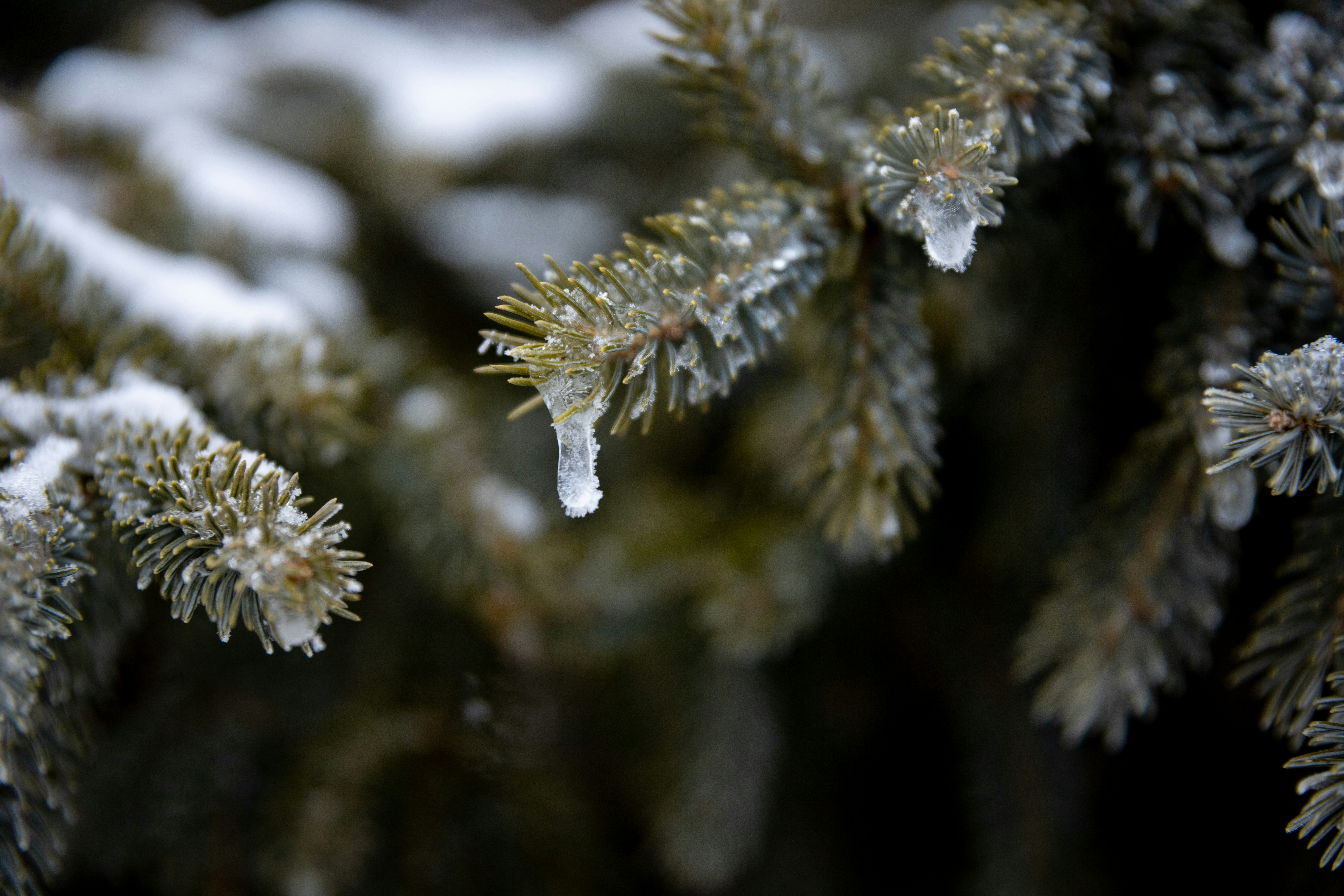 Evergreen tree branch with ice on the end
